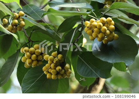 Natural plant bumblebee, yellow ripe fruit. Apparently you can eat it, but it's quite high up. Natural plant bumblebee, yellow ripe fruit. Apparently you can eat it, but it's quite high up. 108199046