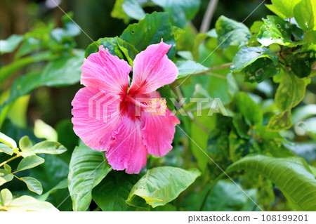 芙蓉花 108199201