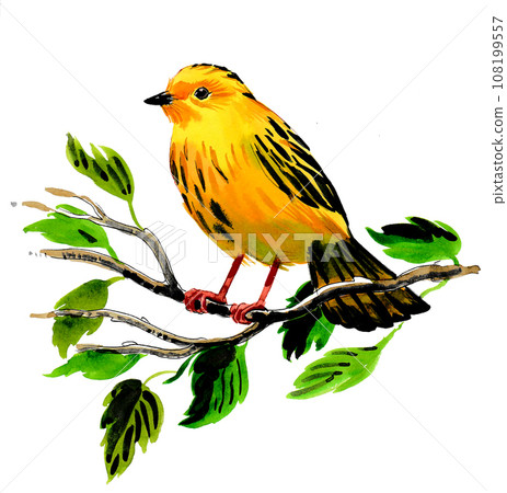 Yellow bird sitting on a tree branch. Hand-drawn ink and watercolor drawing 108199557