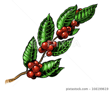 Coffee tree branch. Hand-drawn ink on paper and hand-colored on tablet 108199619