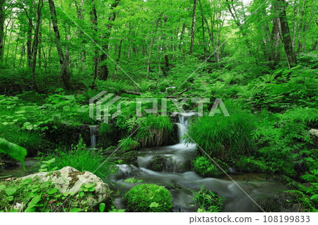 A clear stream flowing through the greenery 108199833