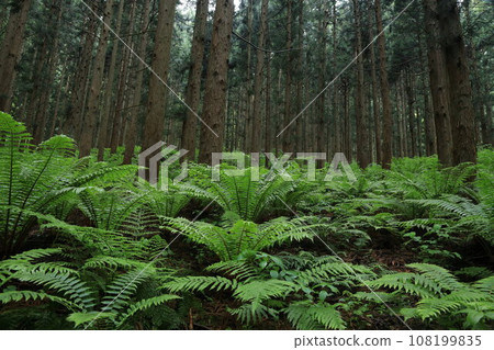 Mysterious forest 108199835