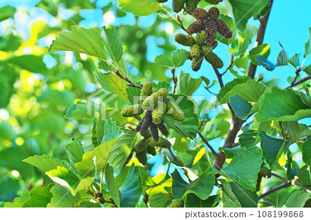 Last year's brown alder berries and this year's green berries (autumn, October) Last year's brown alder berries and this year's green berries (autumn, October) 108199868
