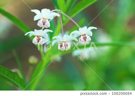 White flowers of milkweed (autumn, October) 108200084