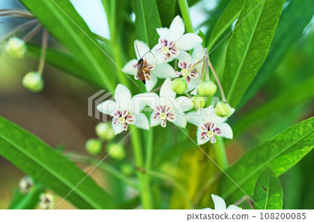 White flowers of milkweed (autumn, October) White flowers of milkweed (autumn, October) 108200085