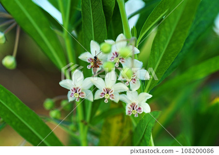 馬利筋的白色花朵（秋天、十月） 108200086
