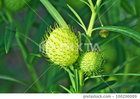 綠色馬利筋果實（秋季、十月） 108200089