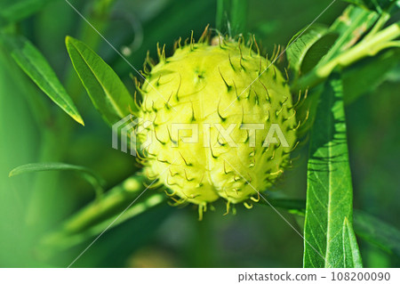 綠色馬利筋果實（秋季、十月） 108200090