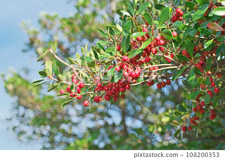 紅木果(秋季、十月) 紅木果(秋季、十月) 108200353