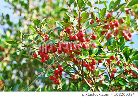 Red Mokkoku fruit (autumn, October) Red Mokkoku fruit (autumn, October) 108200354