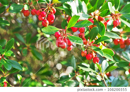 Red Mokkoku fruit (autumn, October) Red Mokkoku fruit (autumn, October) 108200355