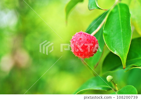 Red evergreen Yamaboshi fruit (autumn, October) 108200739