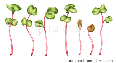 Illustration of a micro-green radish in watercolor style. Young seed seedlings, edible leaves, a healthy food supplement. Clipart on a white background. Gardening plants, cooking ingredients 108200874