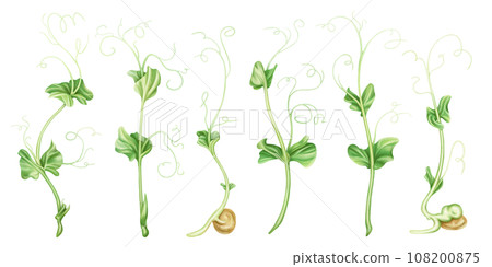 Illustration of micro-green peas in watercolor style. Young seed seedlings, edible leaves, a healthy food supplement. Clipart on a white background. Legumes for gardening, ingredients for cooking Illustration of micro-green peas in watercolor style. Young seed seedlings, edible leaves, a healthy food supplement. Clipart on a white background. Legumes for gardening, ingredients for cooking 108200875
