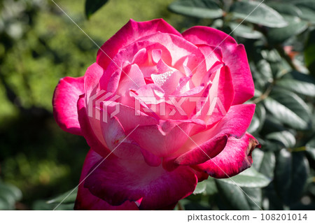 Red Rose Flower Red Rose Flower 108201014
