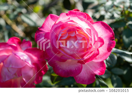 Red Rose Flower Red Rose Flower 108201015