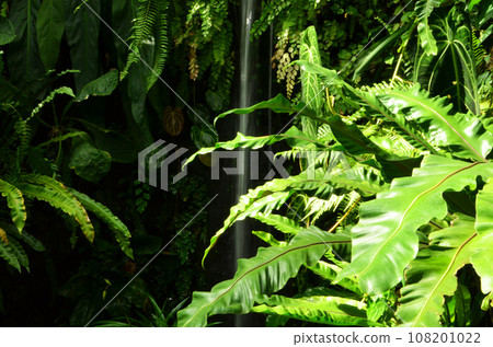 茂盛的熱帶植物和人工瀑布 108201022