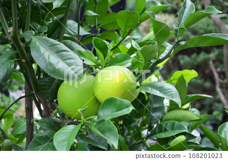 柚子果實 108201023