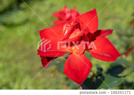 紅玫瑰花 108201171