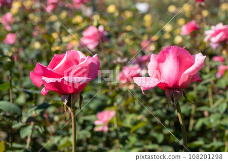 Pink rose flower Pink rose flower 108201298
