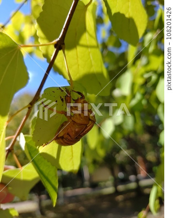 Cicada shells perched on leaves Cicada shells perched on leaves 108201426