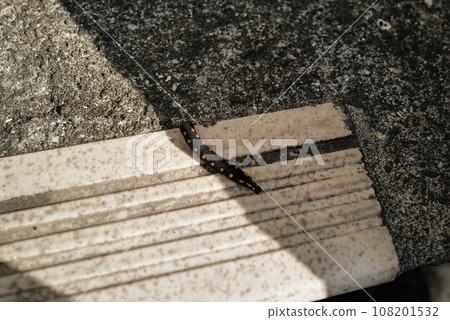 落在路上的毛毛蟲 落在路上的毛毛蟲 108201532