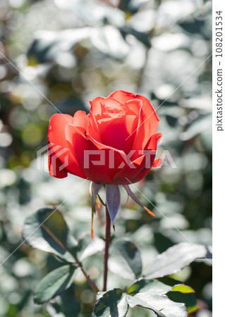 橙色玫瑰花 108201534