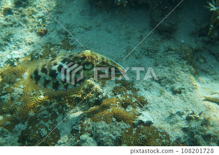 沖繩的Kuika 108201728