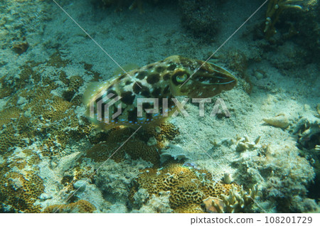 沖繩的Kuika 108201729