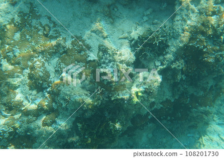 沖繩的Kuika 108201730