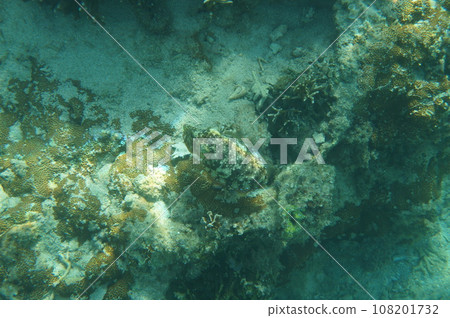 沖繩的Kuika 108201732