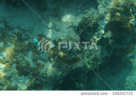 沖繩的Kuika 108201733