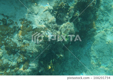 沖繩的Kuika 108201734