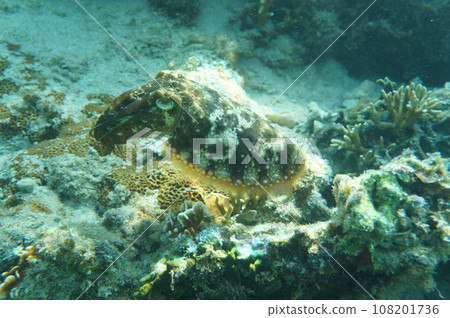 沖繩的Kuika 108201736