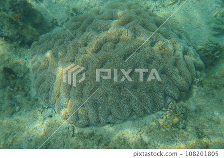 Many corals swarm on coral reefs in Okinawa Many corals swarm on coral reefs in Okinawa 108201805