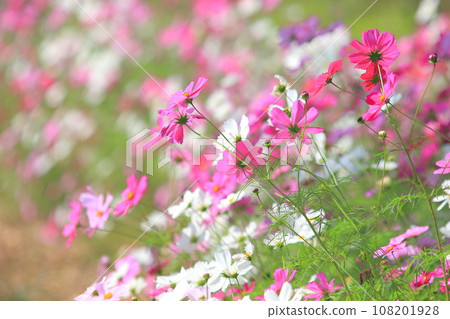 Pretty cosmos Pretty cosmos 108201928