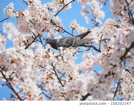 Pigeon 8 perched on the branch of cherry blossoms in full bloom 108202147