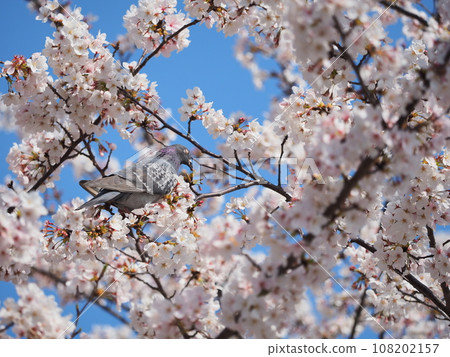 Pigeon 3 perched on the branch of cherry blossoms in full bloom Pigeon 3 perched on the branch of cherry blossoms in full bloom 108202157