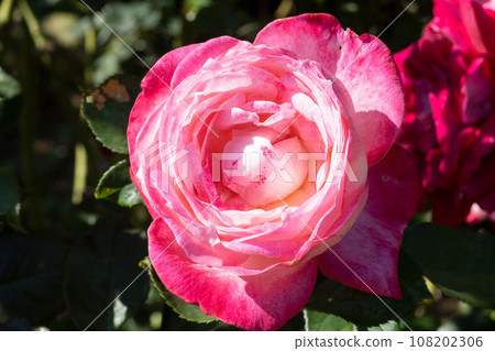 紅玫瑰花 108202306