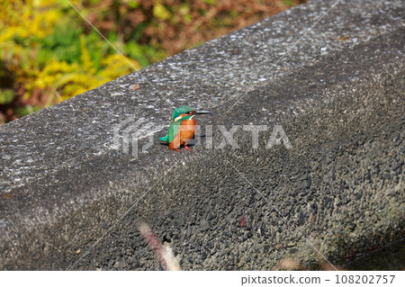 翠鳥棲息在堤防上 翠鳥棲息在堤防上 108202757