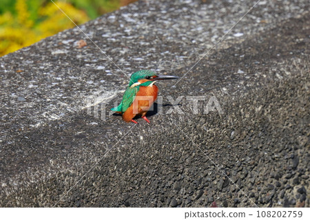 翠鳥棲息在堤防上 翠鳥棲息在堤防上 108202759