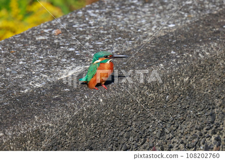 翠鳥棲息在堤防上 108202760