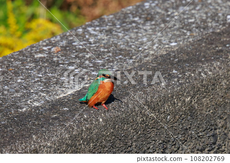 翠鳥棲息在堤防上 108202769