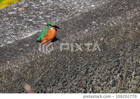 翠鳥棲息在堤防上 翠鳥棲息在堤防上 108202770