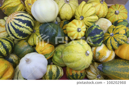 Pumpkins harvested in abundance in late autumn 108202988