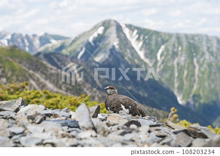 Male Grouse and Mt. Jonen Male Grouse and Mt. Jonen 108203234