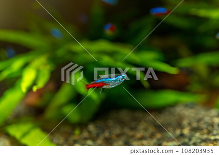 光天化日下的霓虹燈 光天化日下的霓虹燈 108203935