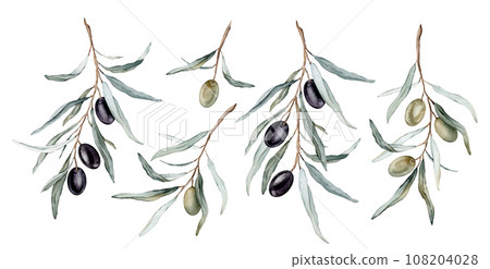 Set of watercolor illustration green and black olive's for healthy life and design background. Hand painted isolated on a white background. Agricultural ripe plant or fruit 108204028