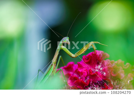 Giant praying mantis (female) waiting for prey Giant praying mantis (female) waiting for prey 108204270
