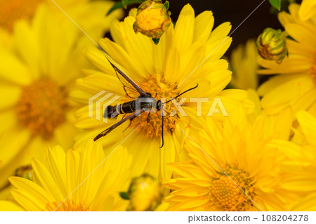A moth that sucks nectar from chrysanthemums (Kosukashiba) 108204278